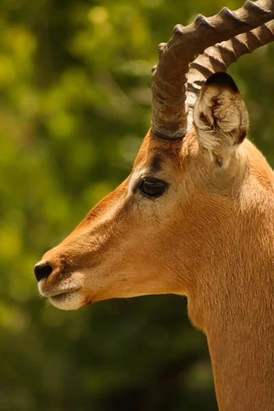 Γκρο πλαν του μεγαλοπρεπούς impala antilope βλέποντας να μην φάει — Φωτογραφία Αρχείου