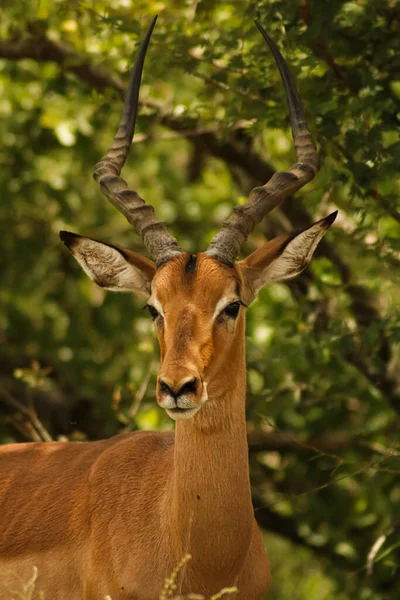 Γκρο πλαν του μεγαλοπρεπούς impala antilope βλέποντας να μην φάει — Φωτογραφία Αρχείου