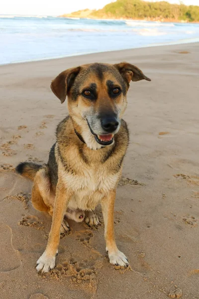 Happy german sheppard dog at a beach — Stock Photo, Image