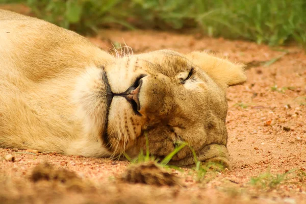 Lion adulte faisant une sieste relaxante après une chasse dangereuse — Photo
