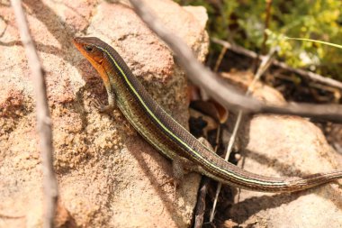 rare lizard warming up in the sun on rock
