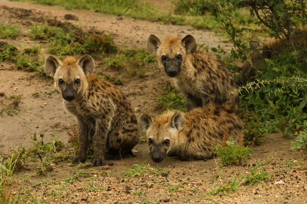 Group of young hyenas waiting under a tree — Stock Photo, Image
