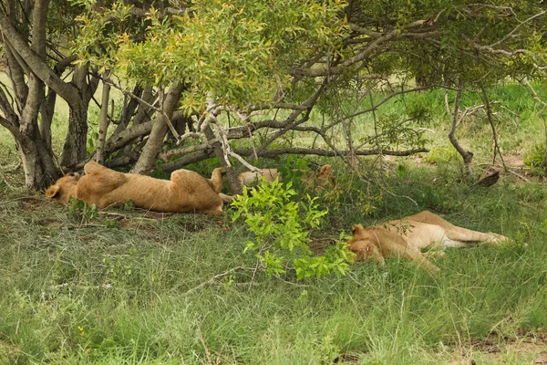 group of female lions lay in grass under a tree
