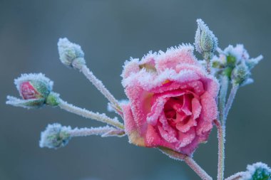 Pembe Gül 'ün Kapalı Kapağı Kış' ta Bir Parkta Buz Altında