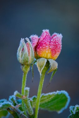 Kış mevsiminde Glasgow İskoçya 'da bir parkta Frost Kaplamalı Güller