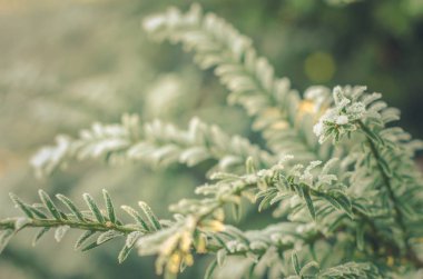 Buz gibi Kış Ağacı Arkaplanı