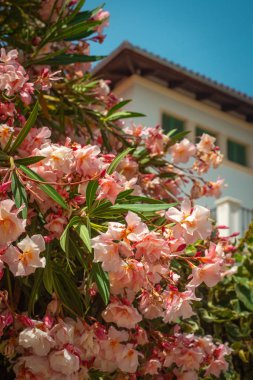 Mallo Adası 'ndaki bir villada Pembe Oleander Çiçekleri