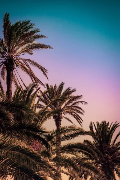 Fila de palmeiras altas ao pôr do sol — Fotografia de Stock