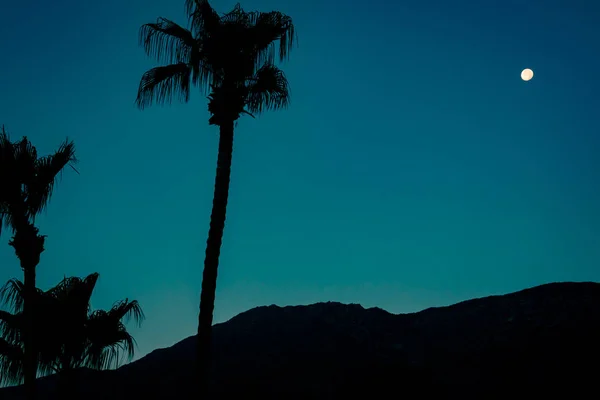 Εικόνα διακοπών υποβάθρου με το διάστημα αντιγράφων Palm Trees τη νύχτα — Φωτογραφία Αρχείου