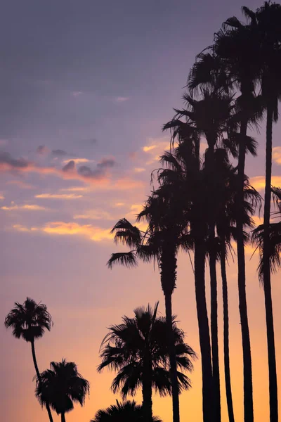 Cielo tropical al atardecer con nubes doradas y rosadas y palmeras — Foto de Stock