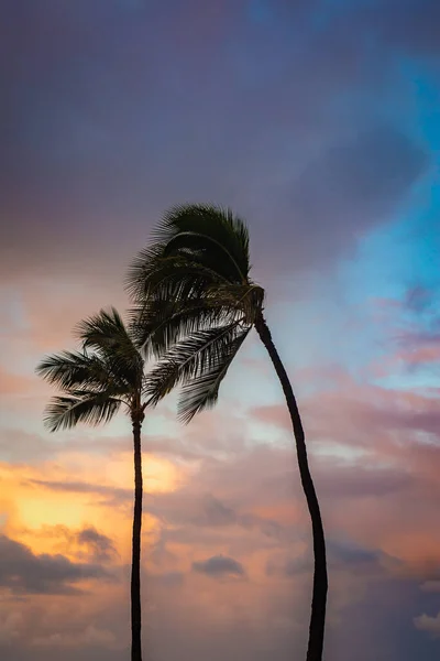 Colorful and Dramatic Storm Clouds With Palm Trees Blowing in the Wind in a Tropical Storm