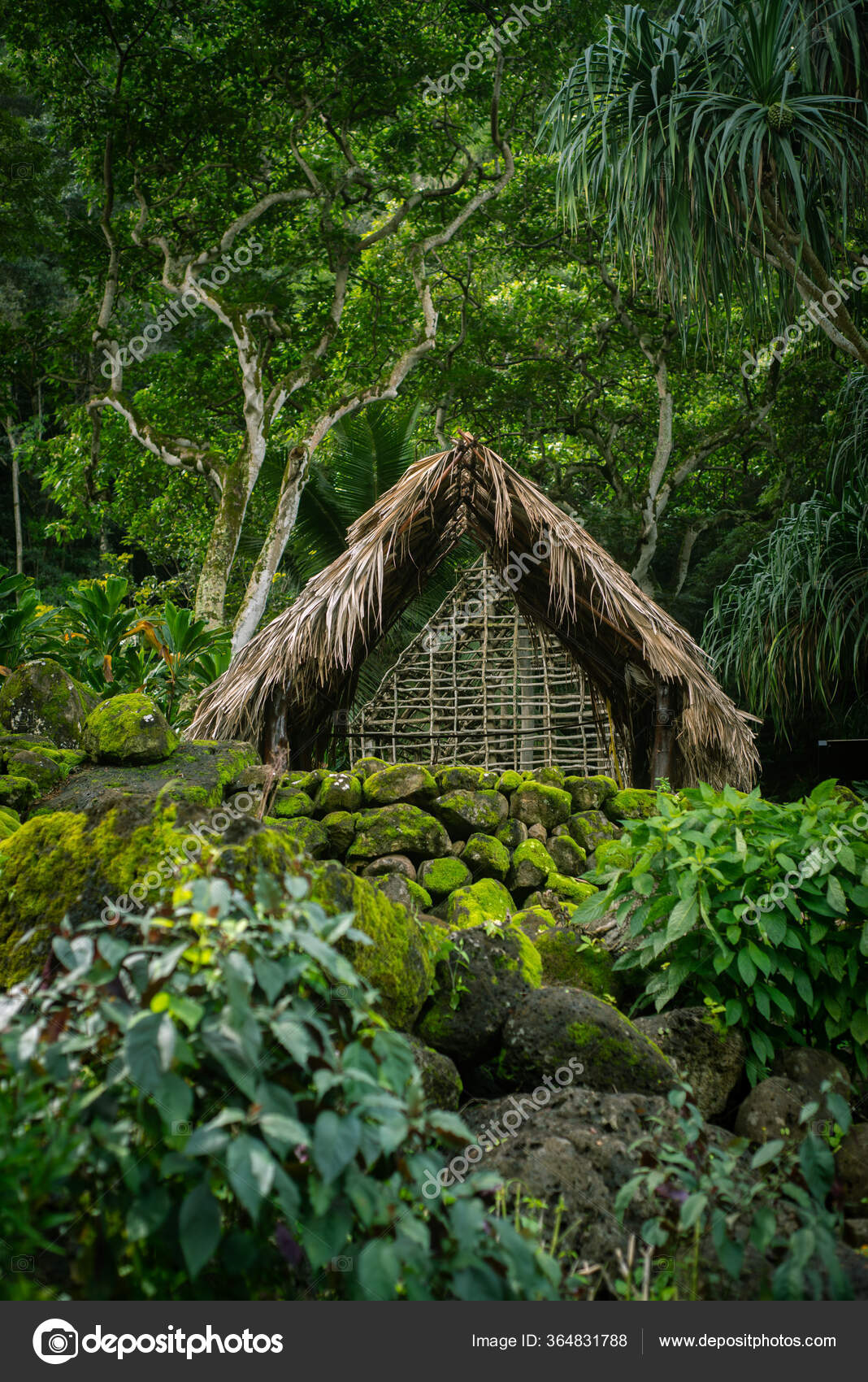  Cabane  Chaume  Polyn sienne Traditionnelle Dans Jungle 