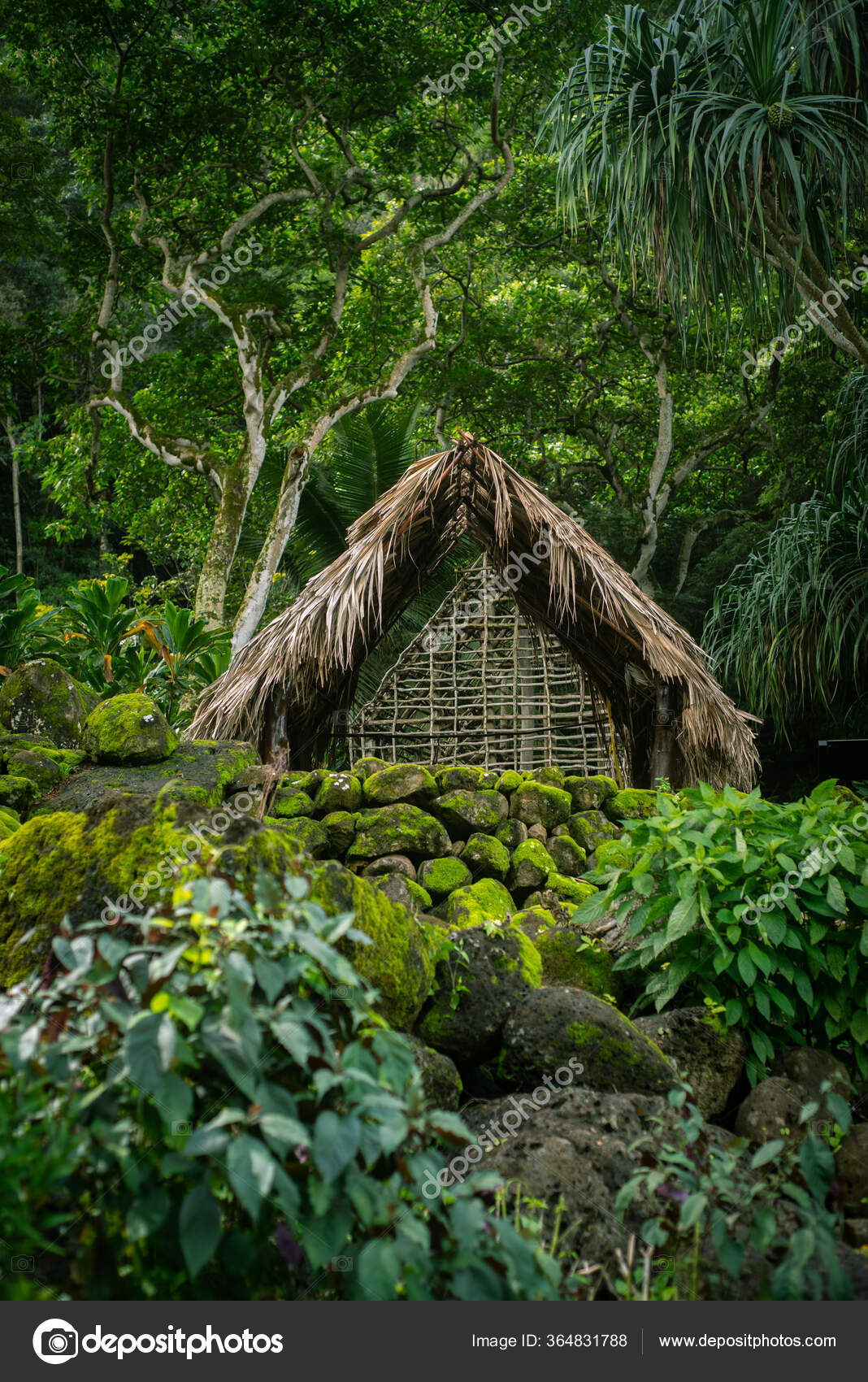  Cabane  Chaume Polyn sienne Traditionnelle Dans Jungle  