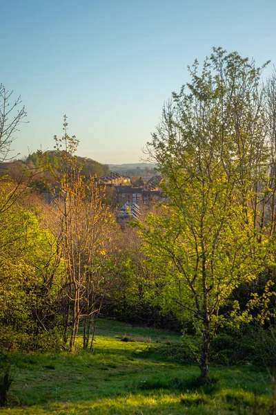 Queens Park Taki Yapraklı Tepe Den Glasgow Güneyindeki Ağaçlar Konutlar — Stok fotoğraf