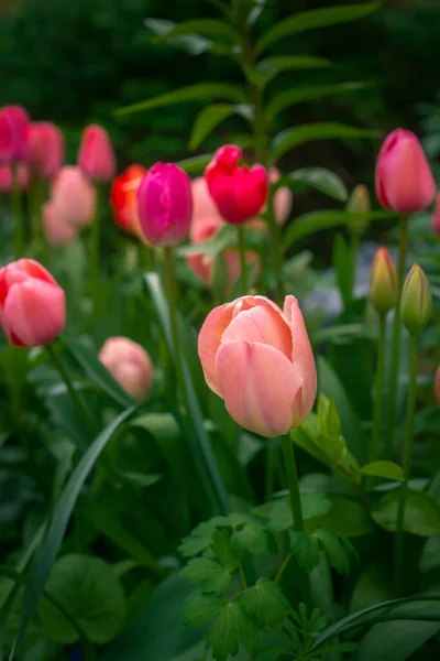 Vibrant Pink Red Tulips Growing Garden Glasgow Scotland — Stock Photo, Image
