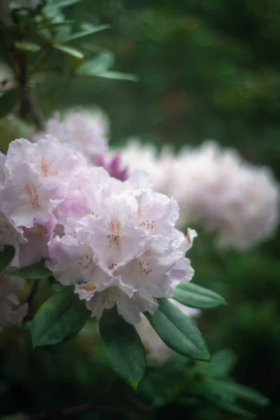 Gouttes Pluie Sur Rhododendron Rose Blanc — Photo