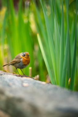 Arka planda uzun yeşil sazlıklar olan bir gölün kenarına tünemiş bir Robin.