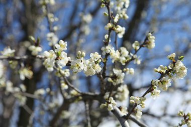 bahar, güzel, çiçek açan erik ağacı bahar bahçesinde, dal, mayıs, bahar çiçekleri, bahar çiçekleri, botanik, erik, fotoğrafçılık, resimler, güzel, bokeh, makro fotoğrafçılık, gün batımı, renk, botanik, flora, bahçe, mevsim, makro, doğa, flora,, 