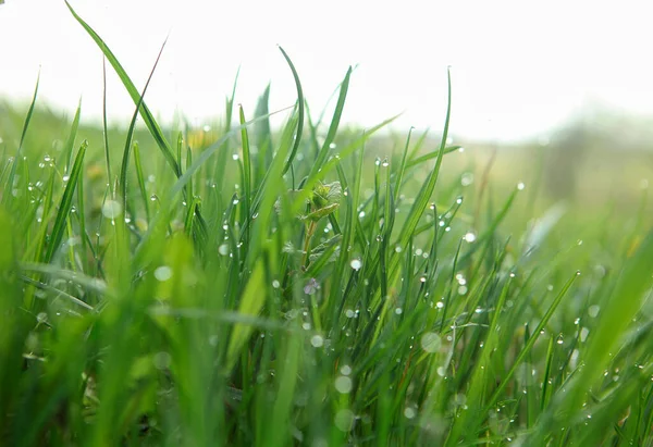 Spring morning meadow in dew after rain, Spring weather, macro photography, early morning, good morning, dew drops, dew on the grass, may meadow, green grass, wet grass, green bokeh, spring field, dandelions on the field, a lot of dew,