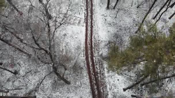 Dennenbomen bos in de winter. Winter park van drone bovenaanzicht. Bospad vanuit vogelperspectief — Stockvideo