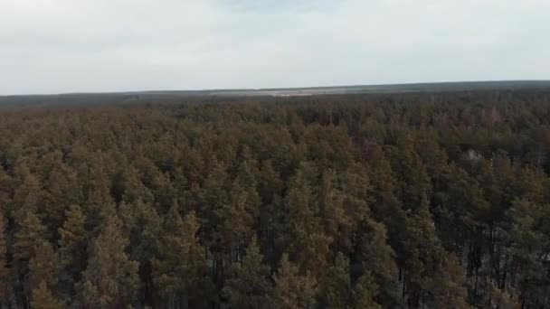 Schönen grünen Kiefernwald. Drohnen fliegen im Winter über dem Kiefernpark. erstaunliche Wald aus der Vogelperspektive mit grauem Himmel auf dem Hintergrund — Stockvideo