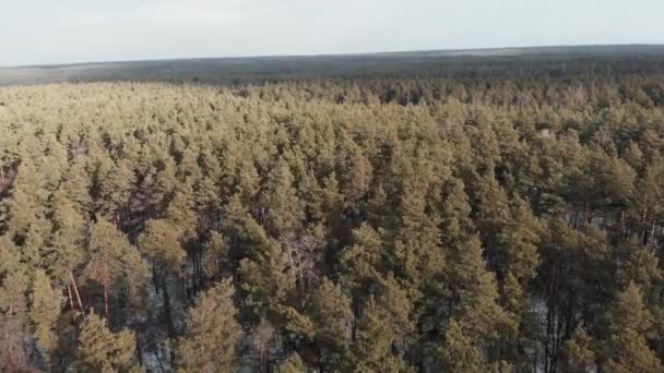 Zimowy las sosnowy, widok na drona. Dron lata nad parkiem ze śniegiem. Piękny park zimą. Niesamowite tło lasu i nieba — Wideo stockowe