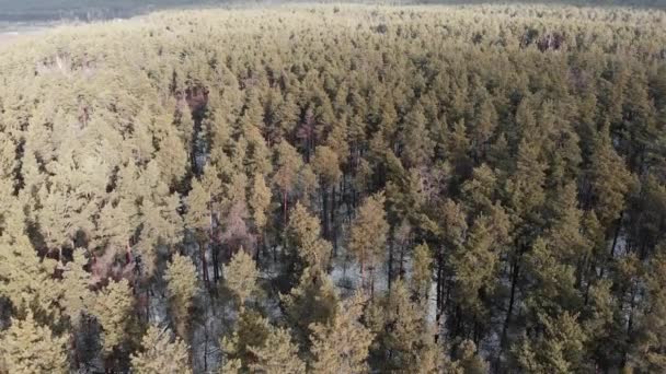 Incredibile vista sulla foresta invernale. Parco di pini in inverno con sfondo grigio cielo. Drone che vola intorno bella pineta — Video Stock