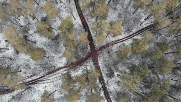 Drone girando alrededor del bosque de pinos con caminos. Hermosa vista al bosque de pinos. Parque de invierno, vista superior del dron — Vídeo de stock