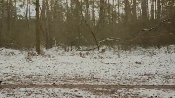 Женщина бегает в парке зимой. Профессиональная спортсменка интенсивные тренировки и делать фитнес упражнения в качестве ежедневных тренировок для потери веса. Девушка готовится к марафону в межсезонье. Бег по тропе — стоковое видео