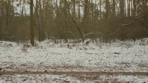 Meisje rent in het park. Side volgen uitzicht op geconcentreerde zelfverzekerde vrouw harde training in de winter bos. Vrouw doet dagelijkse workouts voor verlies gewicht. Trailrun-concept. — Stockvideo