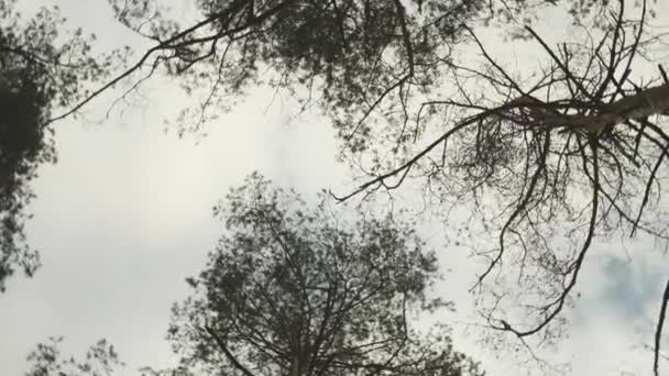 Камера обертається під високими деревами. Камера крутиться на 360 градусів, дивлячись вгору в небо. Вид на соснові дерева в парку. Камера кружляє навколо, дивлячись в ліс. Повільний рух — стокове відео
