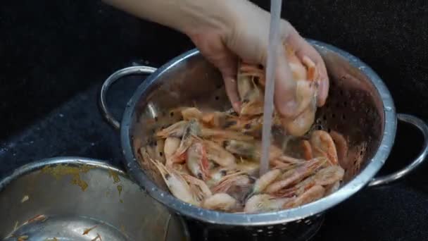 Chef cooks seafood. Woman preparing shrimps in kitchen. Cook is washes prawns in sink. Home cooking. Process of washing shrimps — 비디오