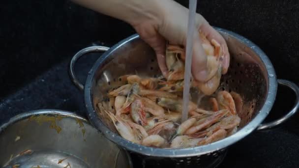 Close up of woman washing cocktail shrimps in sink. Chef cooking prawns in restaurant. Cook washes seafood in sink in the kitchen. Home cooking — Stock Video
