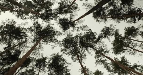 Bosque Pinos Mirando Hacia Arriba Vista Arriba Abajo Los Pinos — Vídeos de Stock