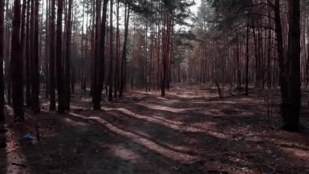 Drönaren flyger ovanför förorenat område i tallskog. Begreppet miljöförstöring av människoliv. Smutsig miljö förorenande. Skräp nära vandringsled i skog — Stockvideo