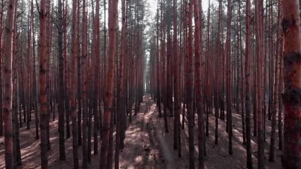 Flying above path among pine trees in forest with polluted area. Drone flight inside old trees. — Stock Video