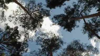 Çam ağaçlarının zaman aşımı rüzgarda savruluyor mavi gökyüzüne doğru bulutlarla, alt manzarayla