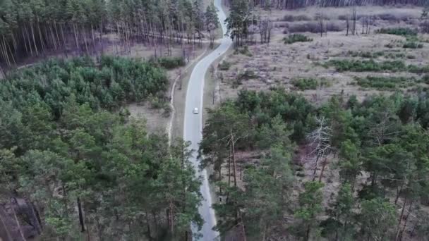Автомобильная дорога в сосновом лесу, вид с воздуха. Автомобили по пустой дороге, окруженные соснами — стоковое видео
