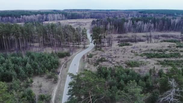 Donna su bici da strada sta pedalando veloce su strada auto vuota nella pineta. Addestramento motivato dei ciclisti da soli nella foresta circondata da pini. Giro in bici isolato. Triatleta in sella a una bici a cronometro — Video Stock