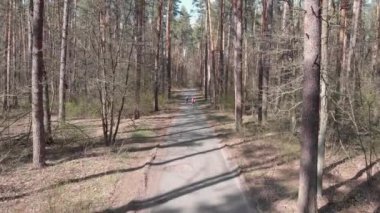 Ormanda bisiklet yolunda bisiklet süren kadın arkadaşlar. Yaşam tarzı konsepti. Çekici bisikletçi kızlar. Parkta at süren kadınlar. Kadın bisikleti