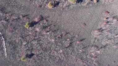 Yanmış tarlalar ve orman. Yangınların yol açtığı hava kirliliği. Destansı doğal felaket. Yanmış ormanın yukarıdan görünüşü. Orman yangınları. Tehlike. Çevre kirliliği. Yangınların yol açtığı hava kirliliği