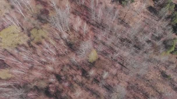 Schöne Ansicht von oben auf Birken-Kiefernwald. Luftaufnahme des Birkenwaldes. Natur, Wälder und Bäume. — Stockvideo