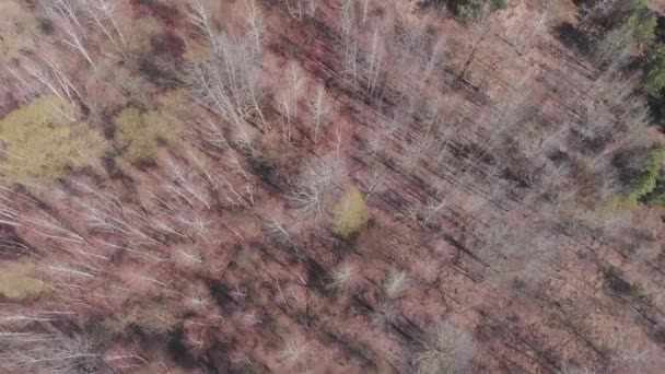 Bella vista dall'alto della pineta di betulla. Vista aerea della foresta di betulle. Natura, foreste e alberi . — Video Stock