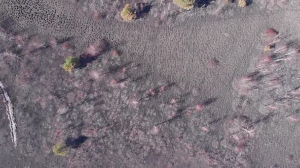 Champs brûlés et forêt. Pollution atmosphérique causée par les feux de forêt. Une catastrophe naturelle épique. Vue aérienne de la forêt brûlée. Les feux de forêt. Danger. Pollution de l'environnement. Pollution atmosphérique causée par les feux de forêt 