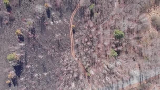 Aerial top view of burnt forest after fire. Natural disaster. Dark burnt forest landscape. Ash covered forest and fields after fire. Forest fires. Environmental pollution — Stock Video