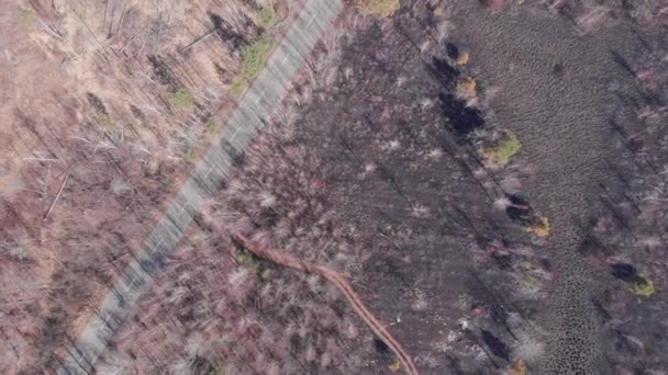 Pola i las pokryte popiołem po pożarze, widok z lotu ptaka. Spalony obszar leśny z lotu ptaka. Spalone drzewa. Koncepcja wylesiania, szkód w środowisku, zmian klimatu i globalnego ocieplenia — Wideo stockowe