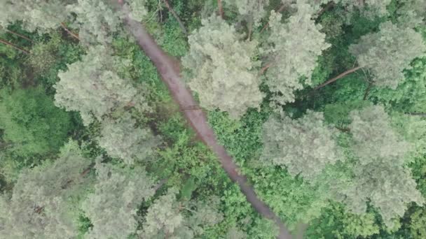 Aerial drone shot of forest trail road surrounded big green trees with athlete running on rain day. Corredor mujer corriendo en bosque denso, vista superior, rotación. Entrenamiento femenino al aire libre. Concepto deportivo — Vídeo de stock