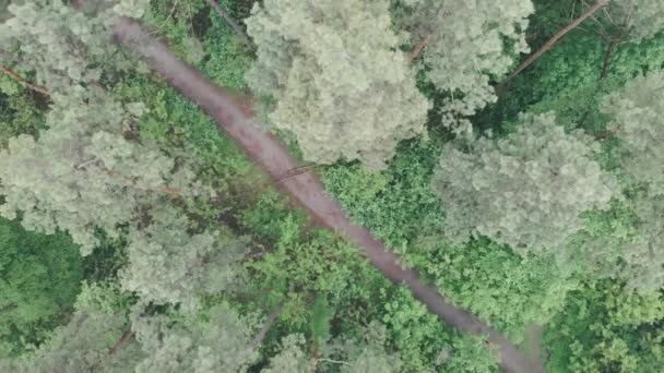 Jeune femme sportive courant dans la forêt et sautant par-dessus une bûche. Jogging féminin sur route sale en forêt. Fille entraînement intense dans la forêt isolée. Femme entraînement dur pour perdre du poids. Concept de piste — Video