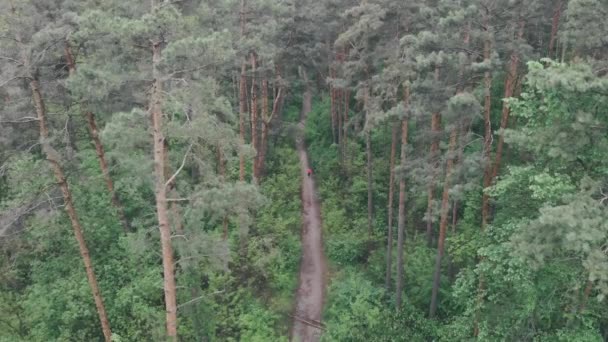 Femme coureuse jogging dans la forêt dense vide le jour de pluie. Athlète féminine courir sur la piste dans la forêt. Drone aérien de forêt de pins avec sentier sale. Formation sportive des filles dans la forêt seule 