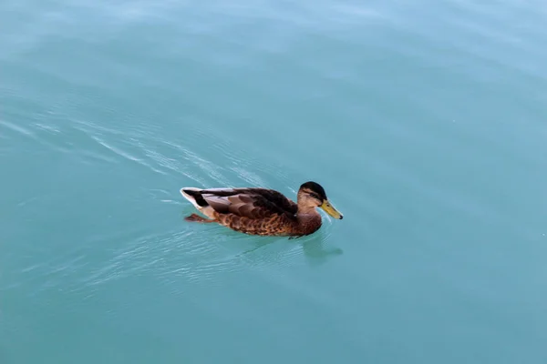 Duck swims in the lake. Blue beautiful calm water, nature Screensaver, background or postcard. Travel, recreation. Observation of waterfowl wild birds.
